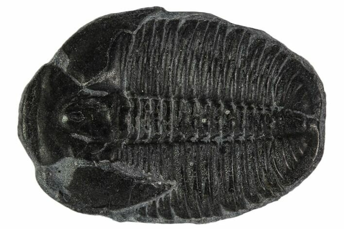 Elrathia Trilobite Fossil - Utah #108643
